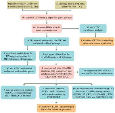 Identification of shared gene signatures and molecular mechanisms between chronic kidney disease and ulcerative colitis